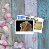 Фотокарточки15Х20  5шт. Матовая бумага